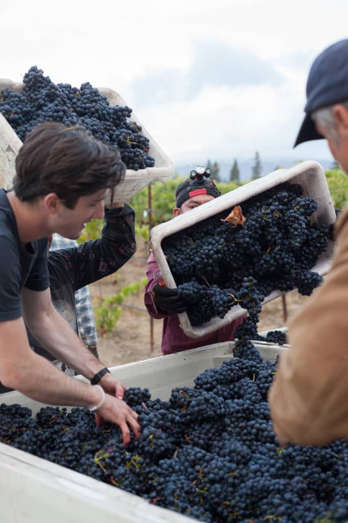 Erika Cole Photography, Aldo's Vineyard harvest in Napa Valley with Robert Biale Vineyards