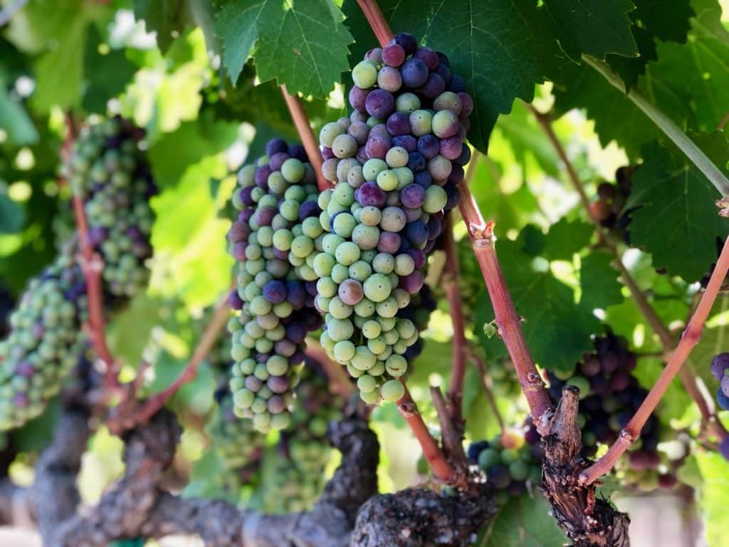 Veraison in July at Robert Biale Vineyards