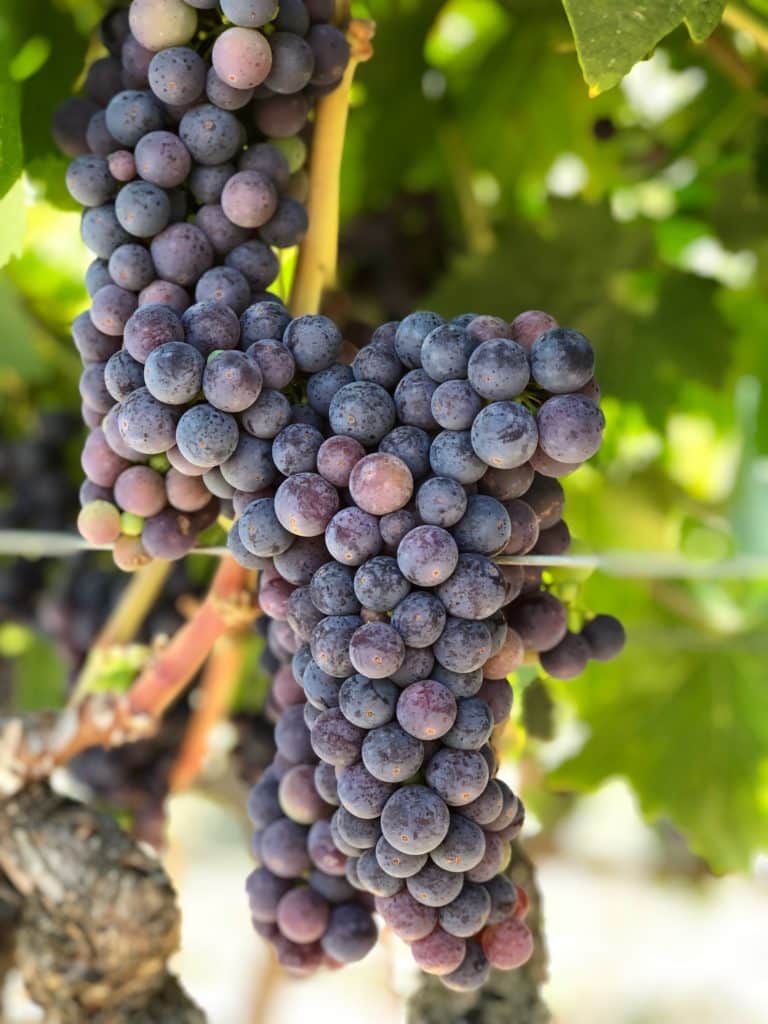 Veraison progression at Robert Biale Vineyards