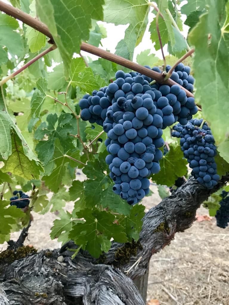 Palisades Vineyard Petite Sirah Cluster. 