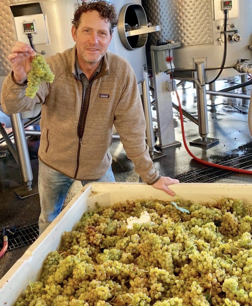 Tres harvesting the 2019 Greco from the Robert Biale Vineyards Estate.
