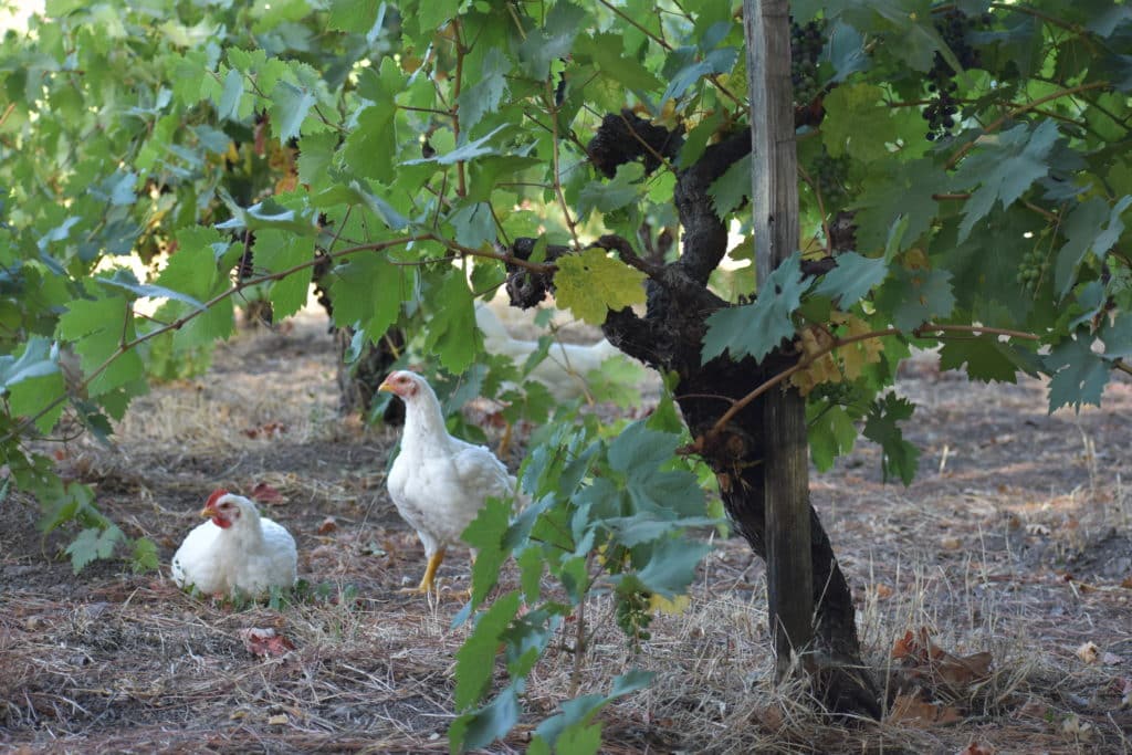 Valsecchi Vineyard in Carneros