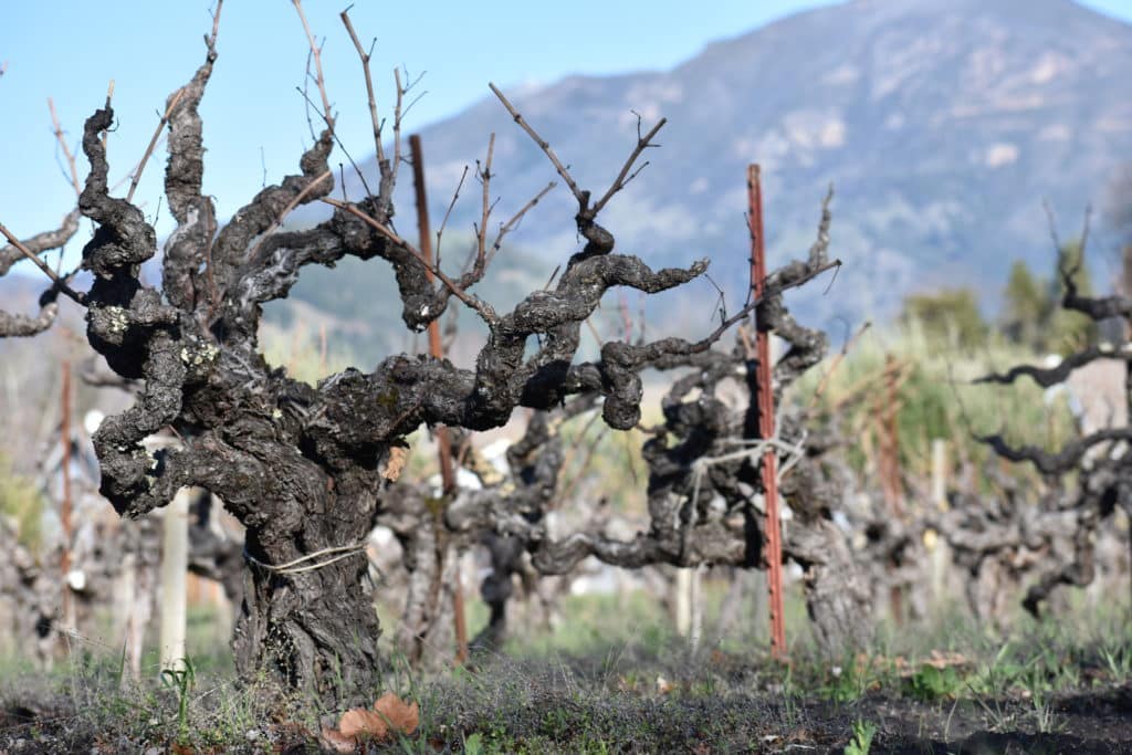 Falleri Vineyard Zinfandel in Calistoga-Biale Vineyards