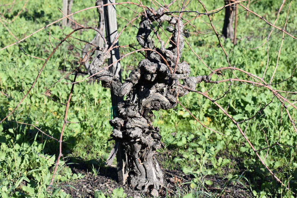 Gaudi Carli Vineyard in Calistoga