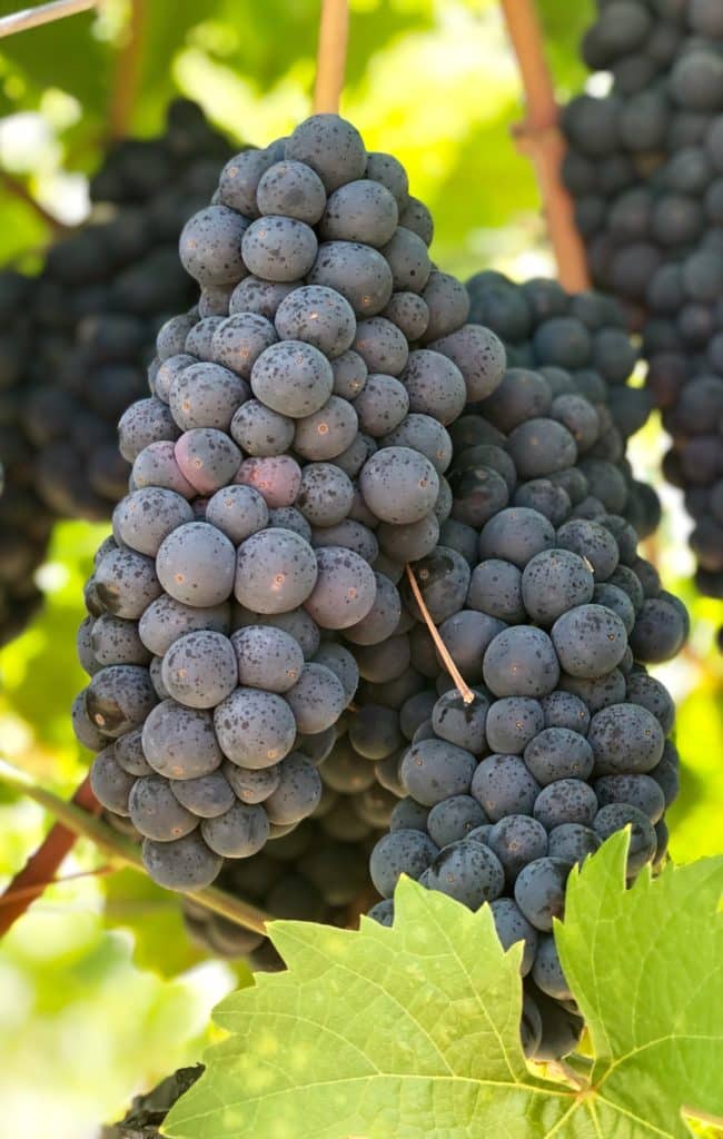 Growing season of Zinfandel at Robert Biale Vineyards. 