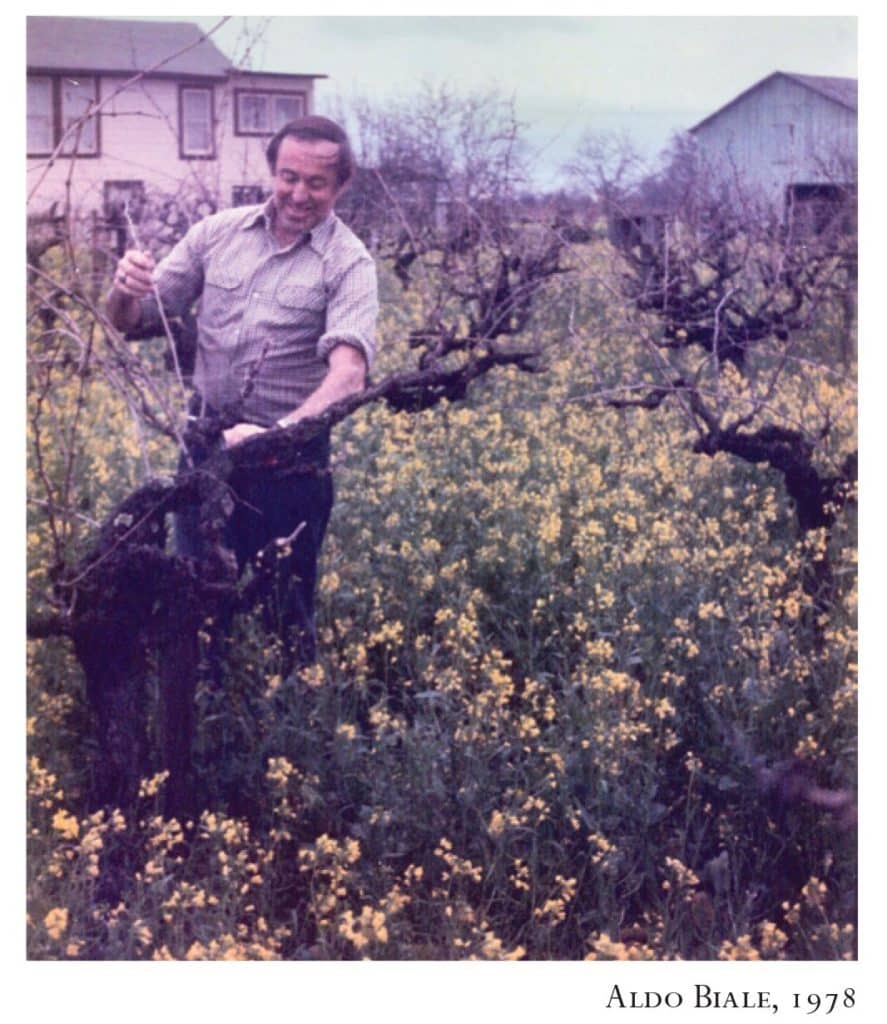 Aldo Biale pruning Zinfandel vines in 1978. 