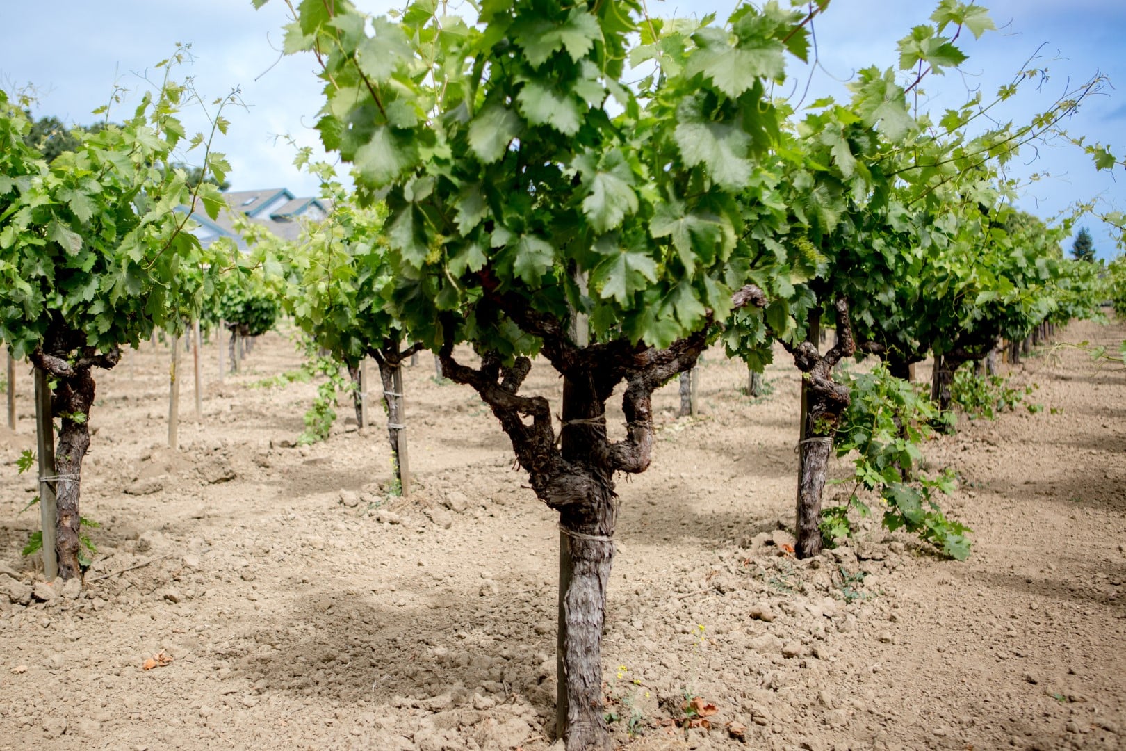 green leaves on old vines at Aldo's Vineyard at Robert Biale Vineyards