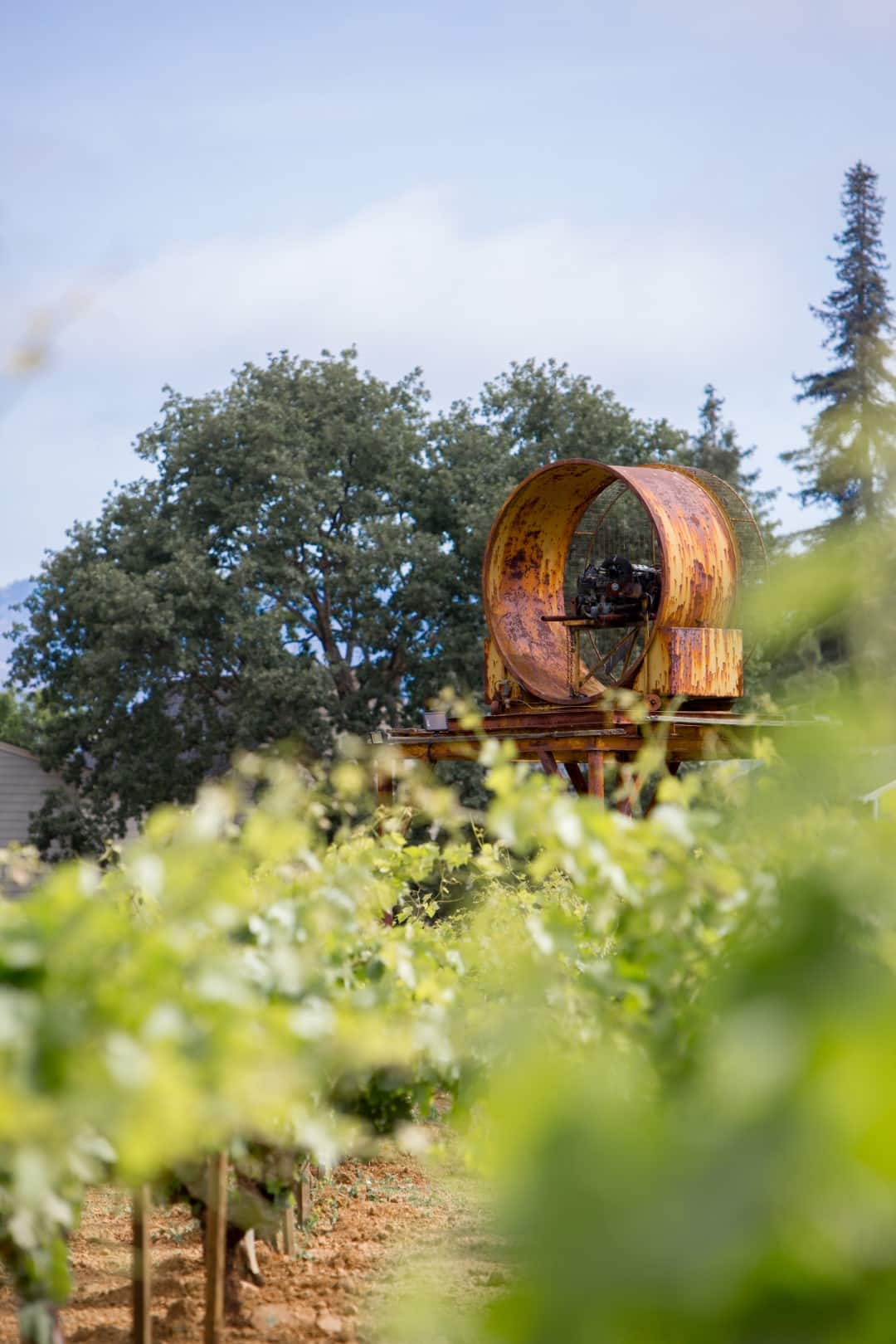vintage vineyard fan popping up from the vines in Robert Biale's Aldo's Vineyard property