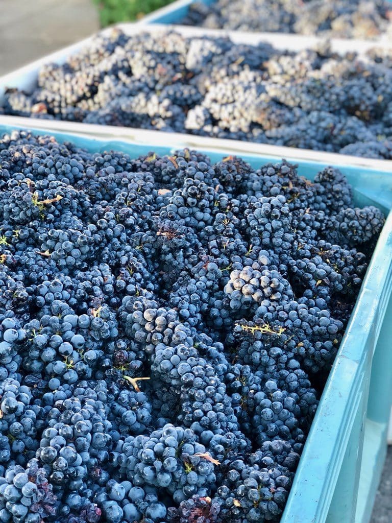 Biale zinfandel grapes from Grande Vineyard in large bins waiting to be pressed