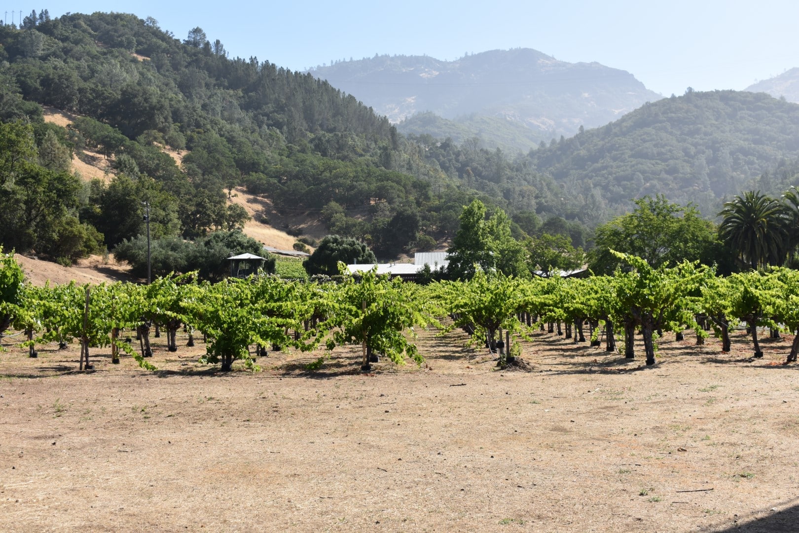 Palisades Vineyard vines with mountains behind