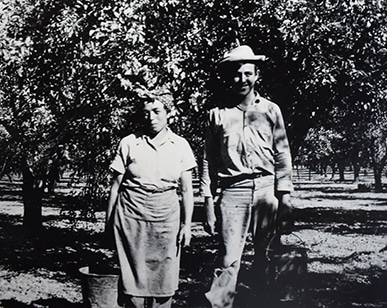 two people harvest holding buckets under trees