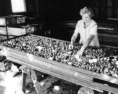 Clementina Biale Harvest Walnuts. The Matriarch of Robert Biale