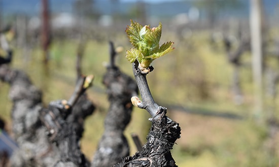 Zinfandel bud break at Robert Biale Vineyards in Napa Valley. 