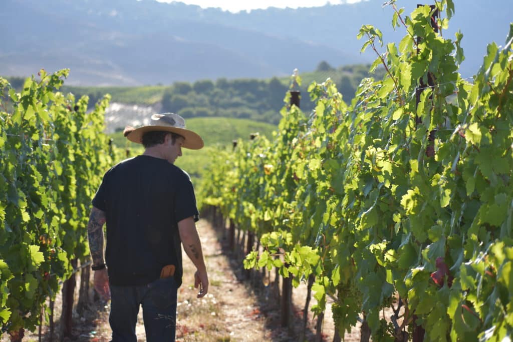 Winemaker, Tres Goetting, checking in on the Stagecoach Vineyard Zinfandel.