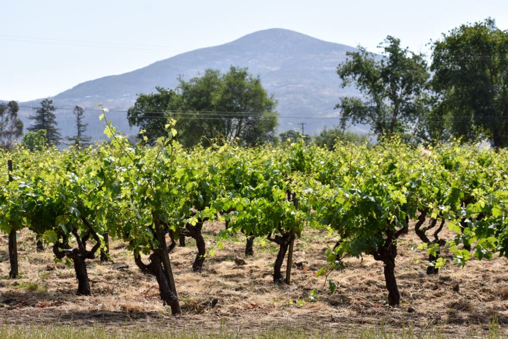 Grande Vineyard in Napa Valley