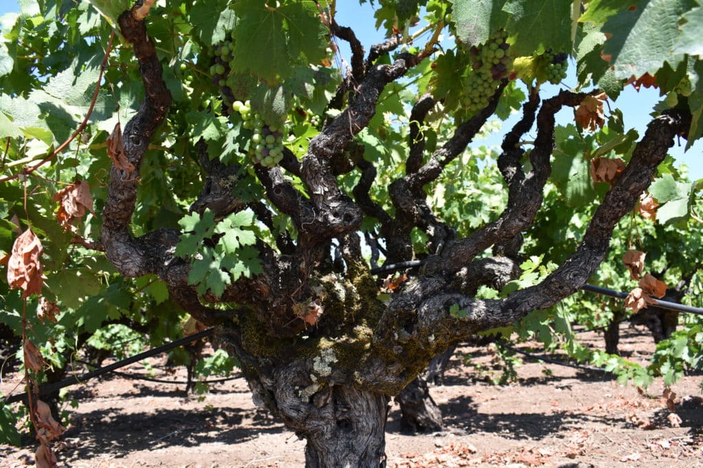Old Vine Alicante at Pagani Ranch in Sonoma County