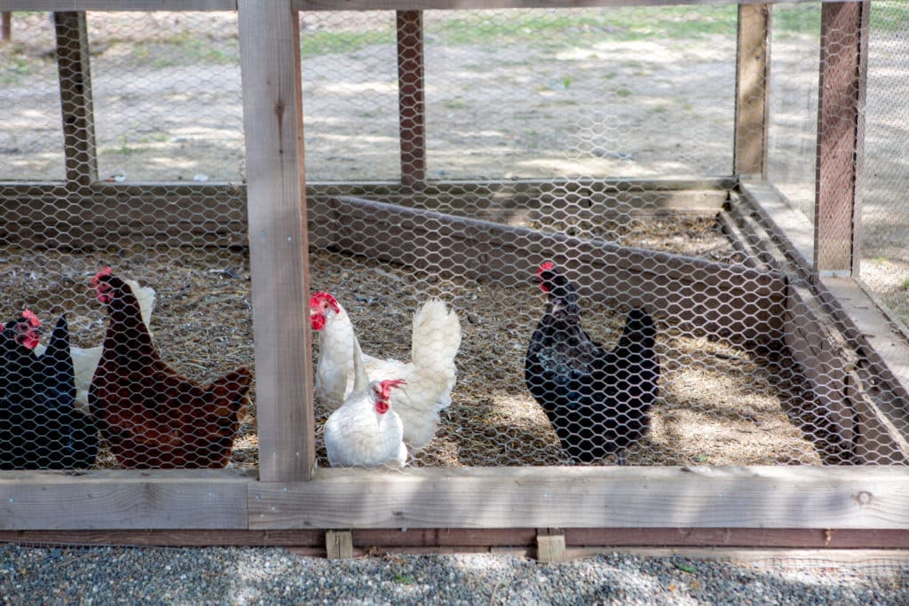 Chicken Coop at Robert Biale Vineyards