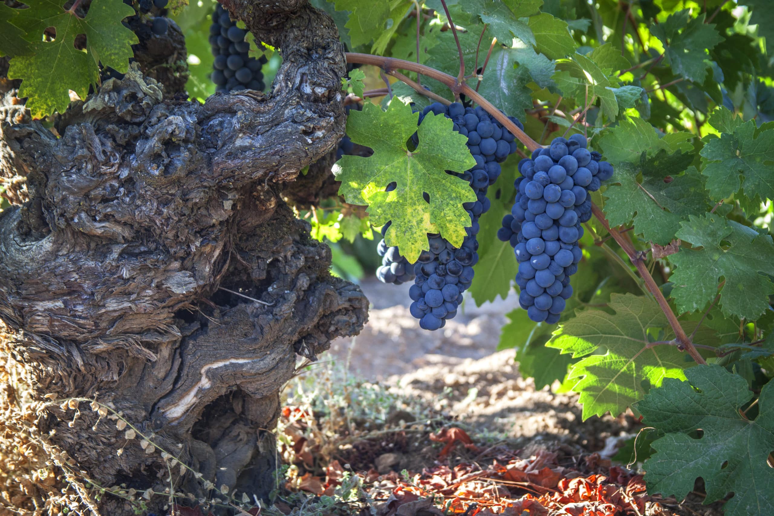 Robert Biale Vineyards Zinfandel in at R.W. Moore Vineyard in Coombsville, Napa Valley