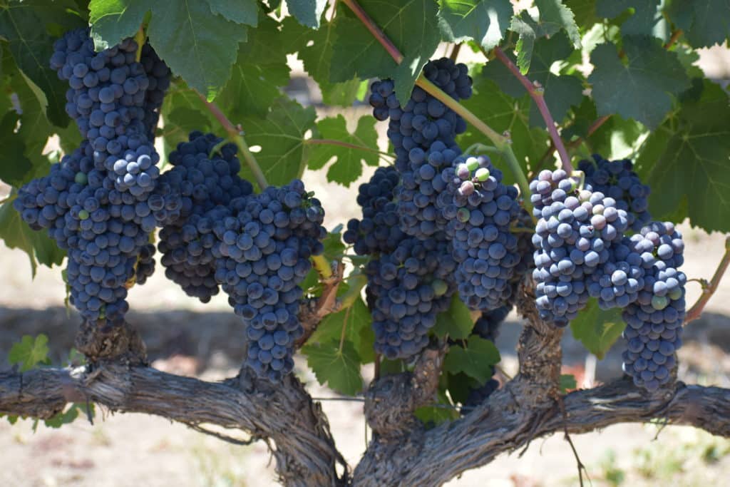 Petite Sirah from Rutherfod, Napa Valley, used for the Royal Punishers.
