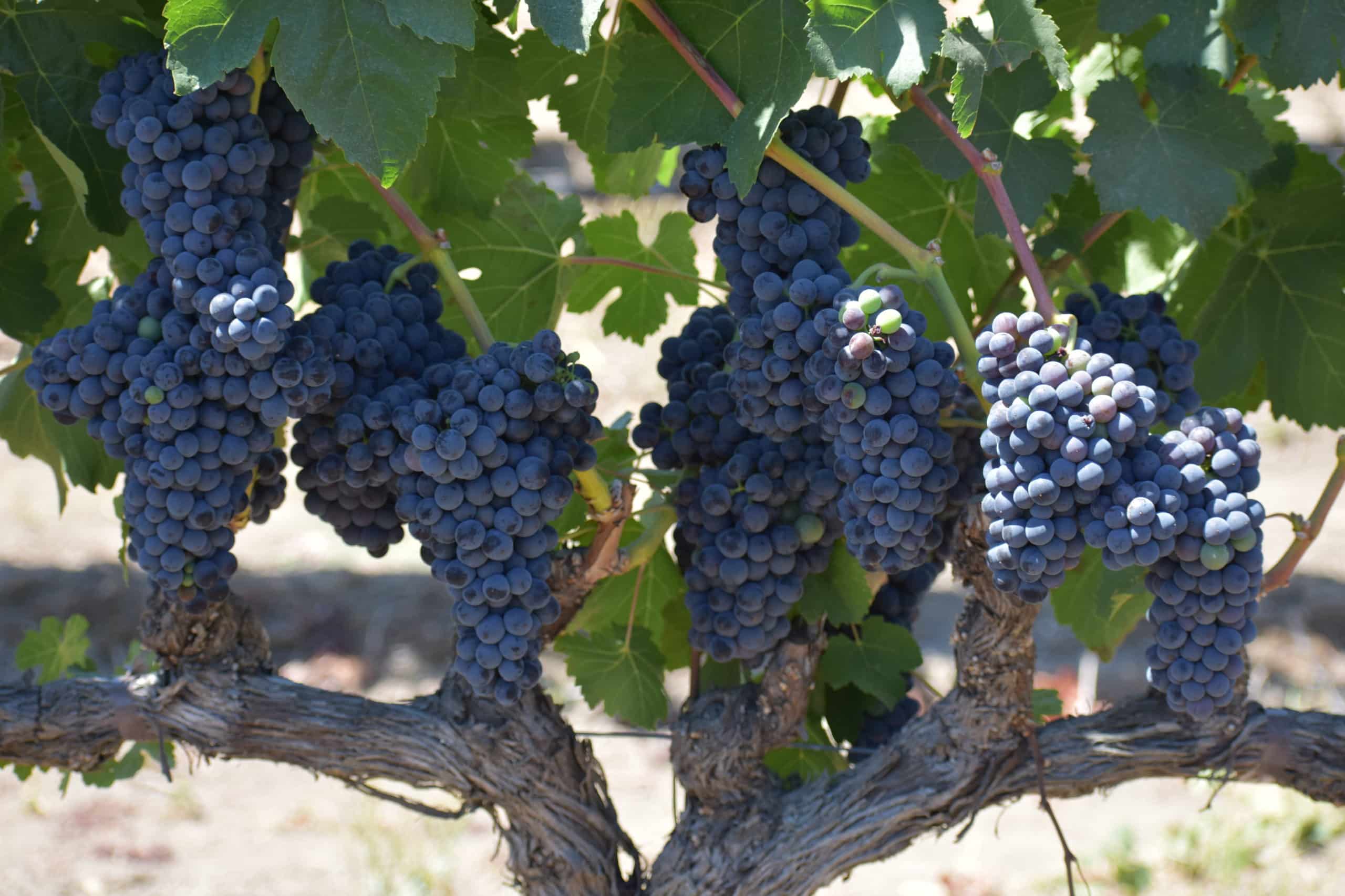 Petite Sirah from Rutherford, Napa Valley, used for the Royal Punishers.