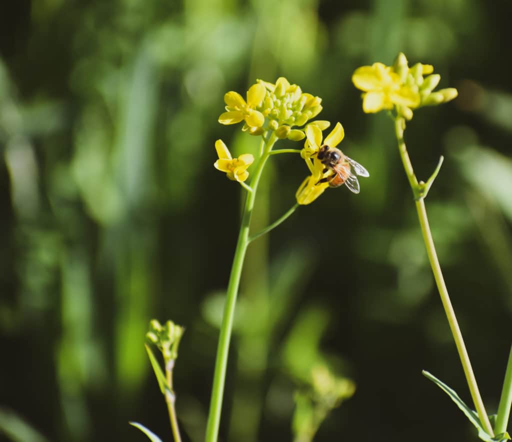 Mustard in the Zinfandel of Napa Valley. 