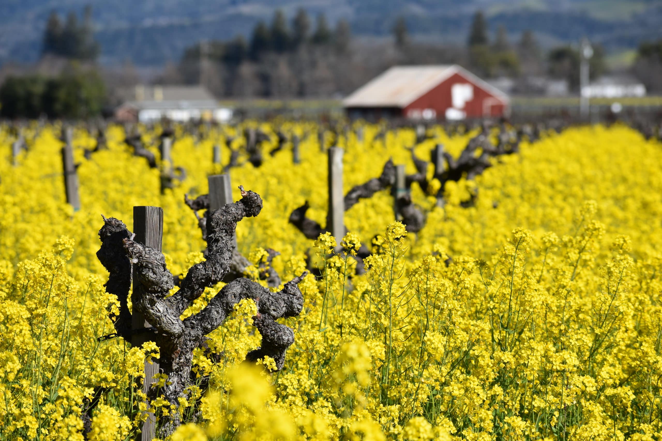 Mature vines with mustard flowers surrounding with a red barn in the background at Morisoli Vineyard in Rutherford California.