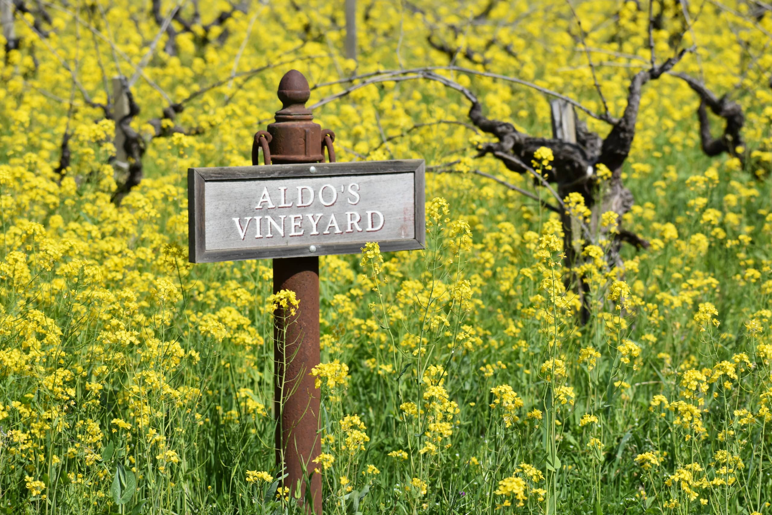 wooden sign that reads "Aldo's Vineyard" with mustard flowers surrounding sign