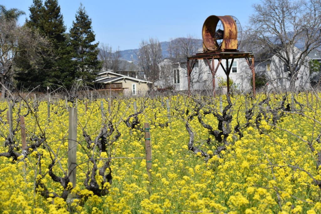Mustard at Aldo's Vineyard (Zinfandel) in Napa Valley. 