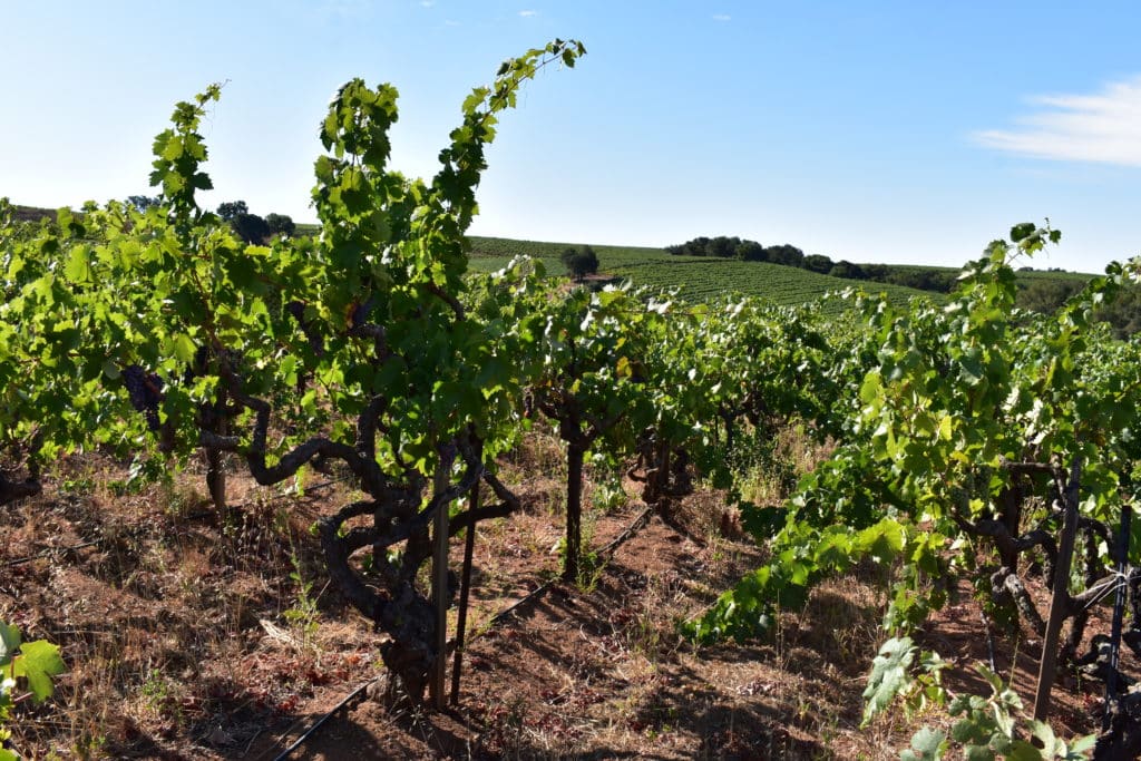 Monte Rosso Vineyard (R) Zinfandel Sonoma County, California