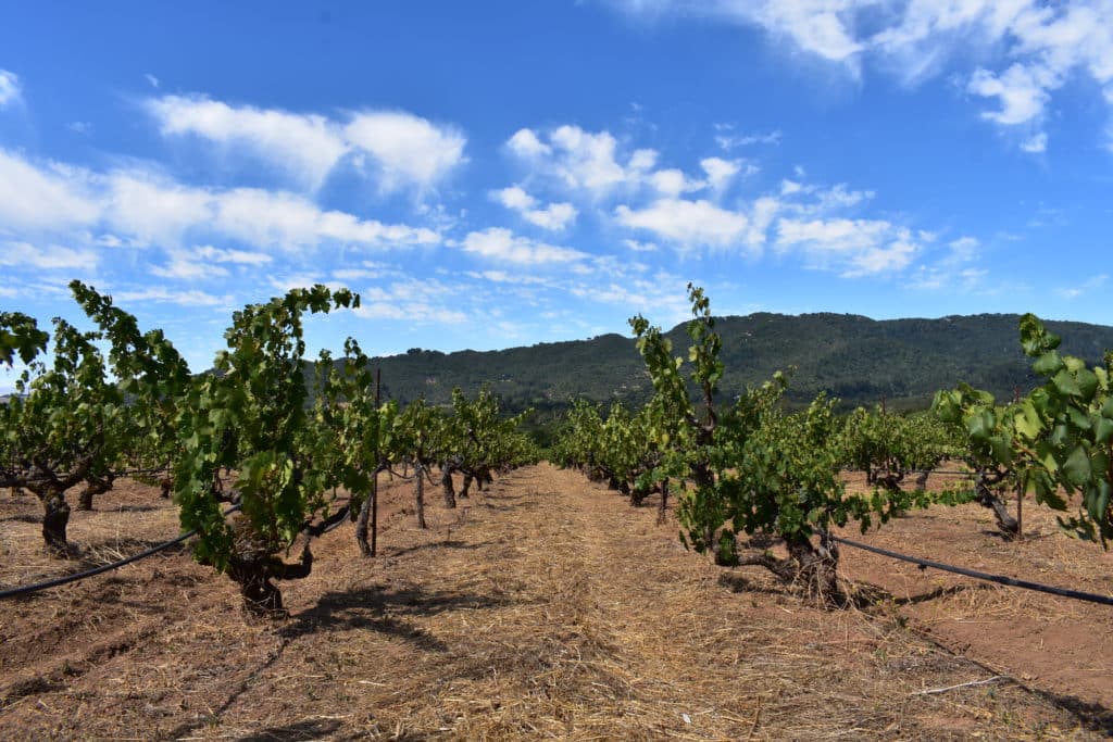 Bedrock Vineyard Zinfandel in Sonoma County, California