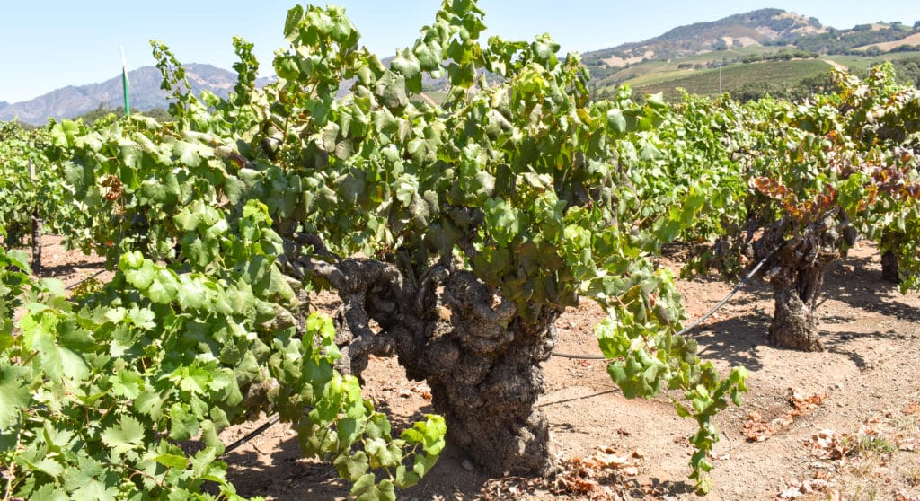 The historic Pagani Ranch Old Vine Zinfandel in Sonoma County, California. 