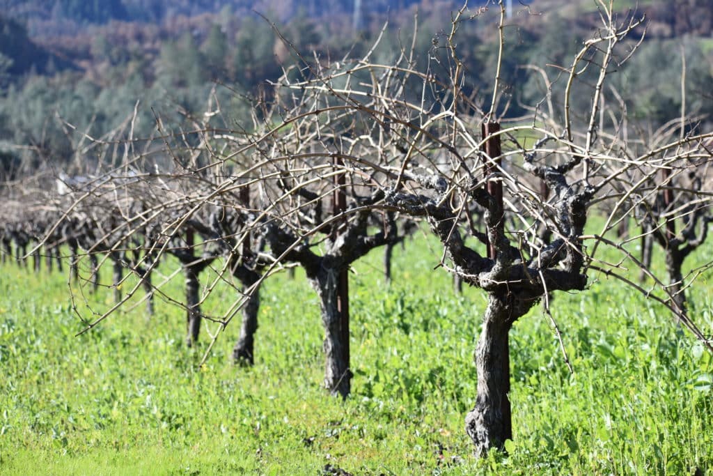 Old Kraft Vineyard Zinfandel from Saint Helena. 