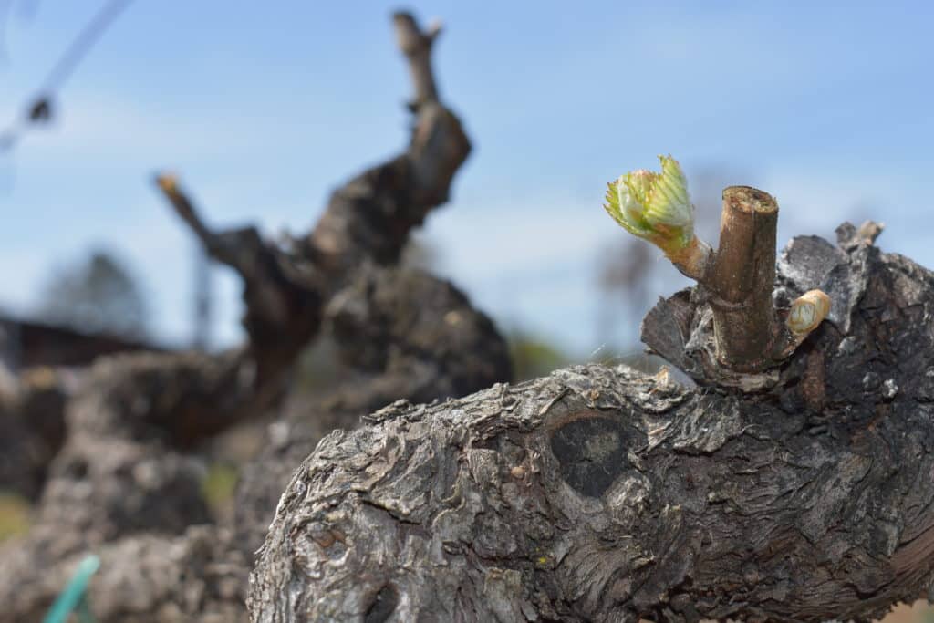 old vine with growth trimmed off