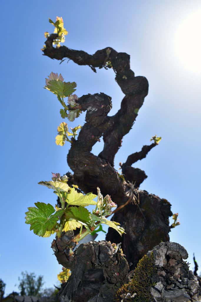 low angle shot of old vine