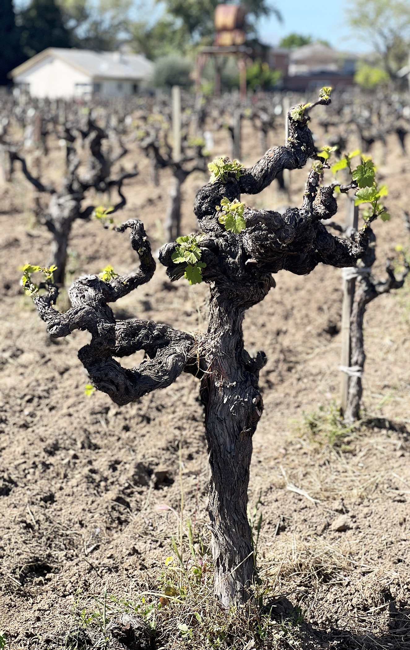 old grape vine with small amount of leaves