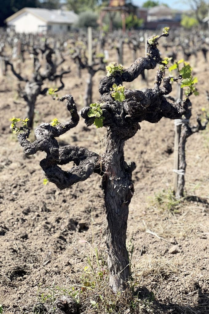 old grape vine with small amount of leaves