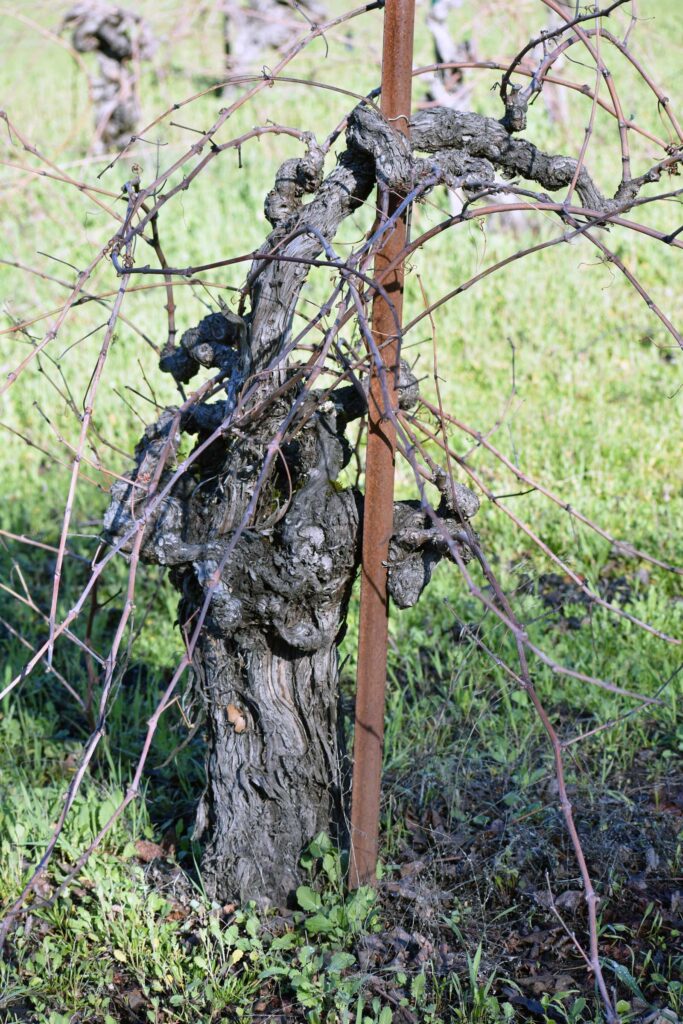 Barbera vine at Gaudi Carli in Calistoga