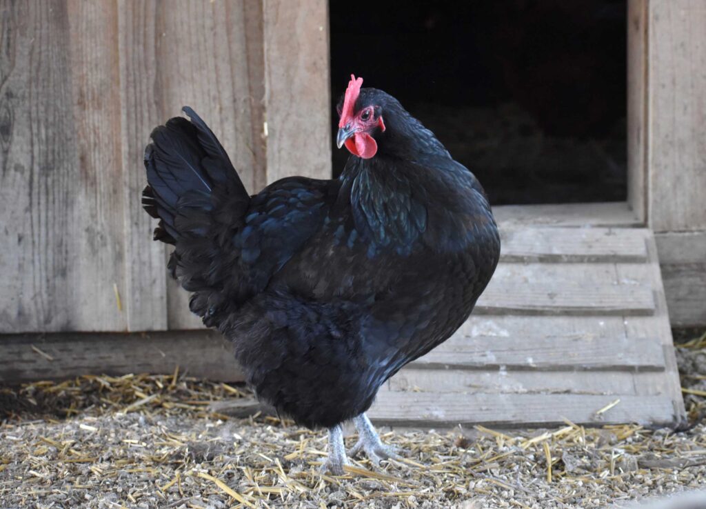 a black chicken in front of the hen house