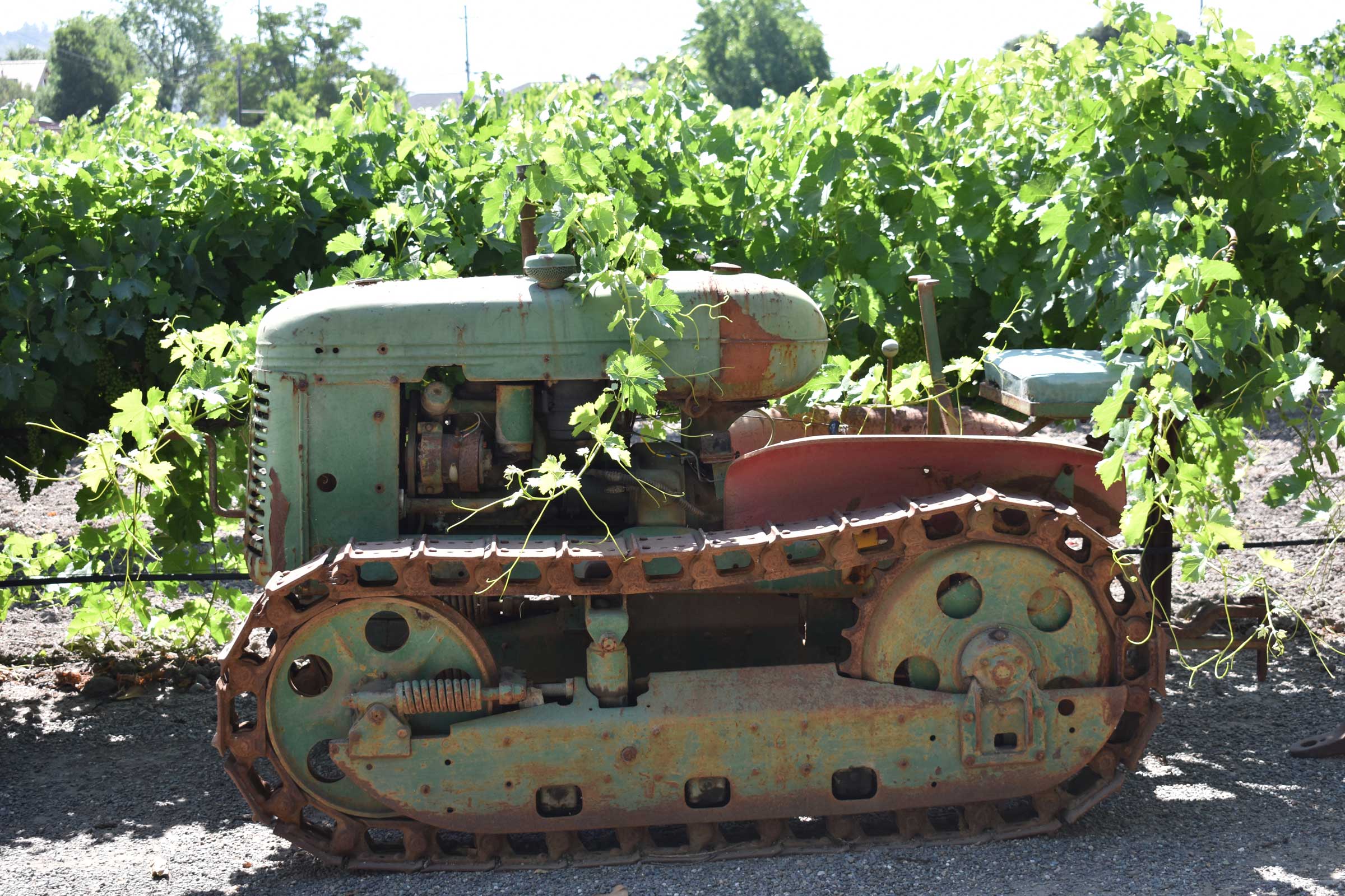 vintage green and red tractor set among vineyard canopy