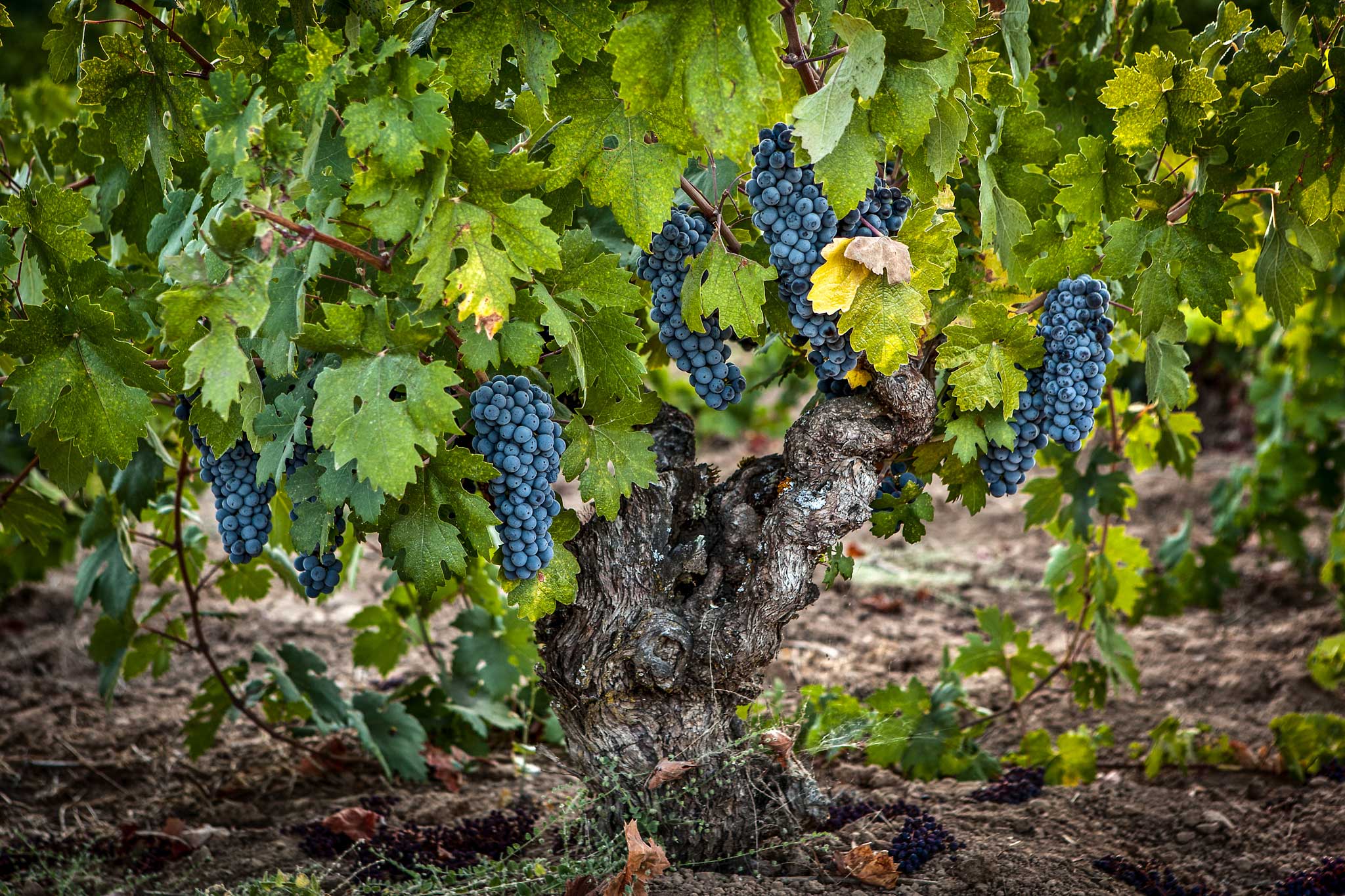 purple grape clusters on the vine at RW Moore Vineyard in Napa Valley