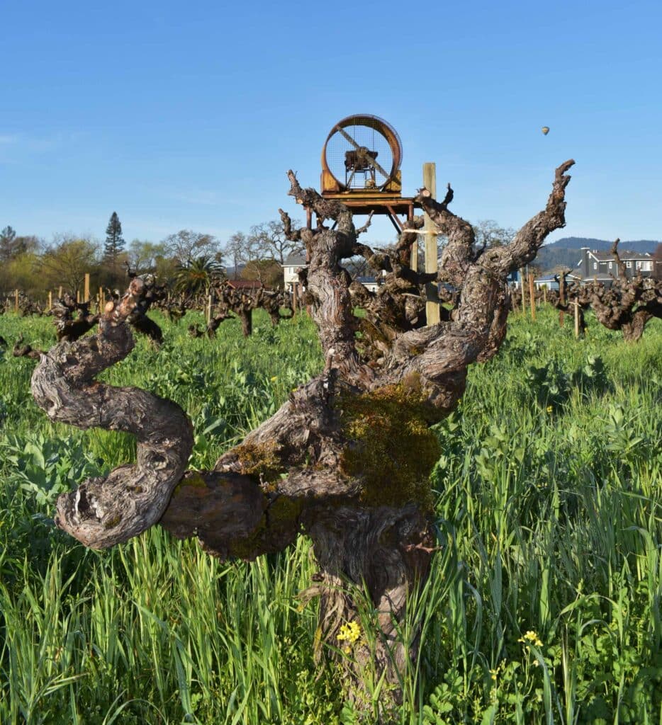 gnarled vine from Aldo's Vineyard in Oak Knoll, Napa Valley