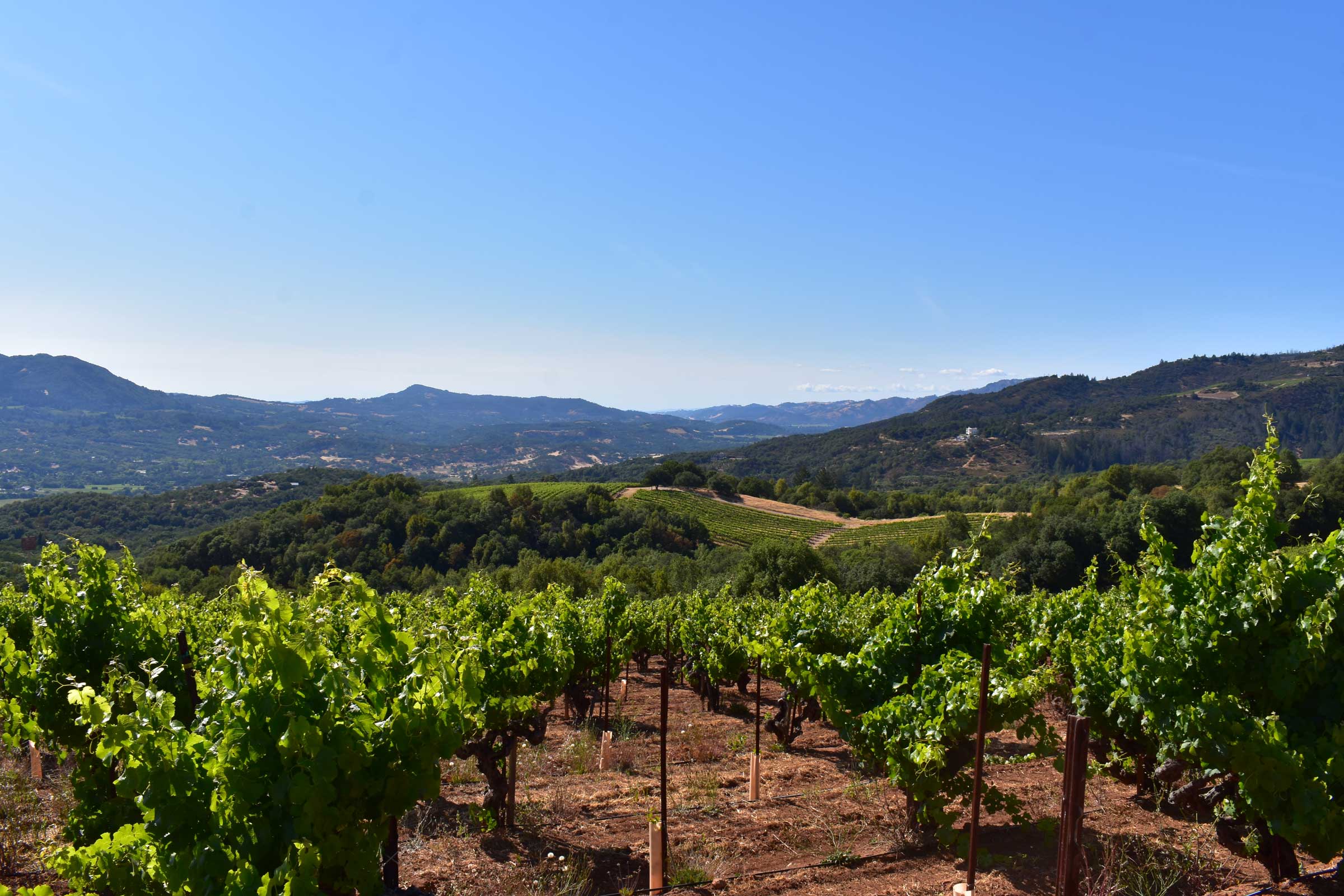 Monte Rosso Vineyard® with green canopies and mountains in the distance against blue sky