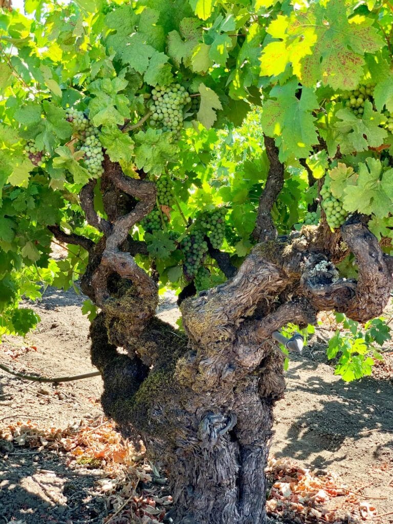 single gnarled zinfandel vine with green canopy at Pagani Ranch