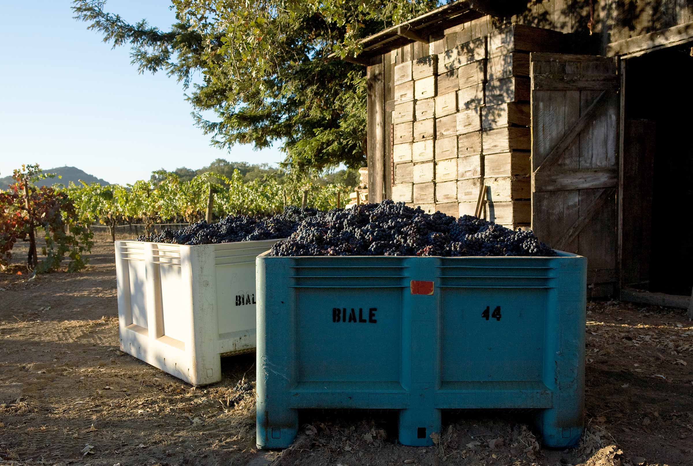 two large bins full of zinfandel grapes at the Biale Ranch