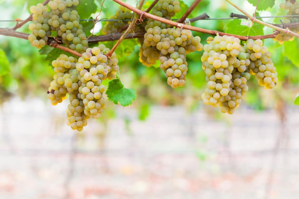 Greco Bianco grape clusters on the vine