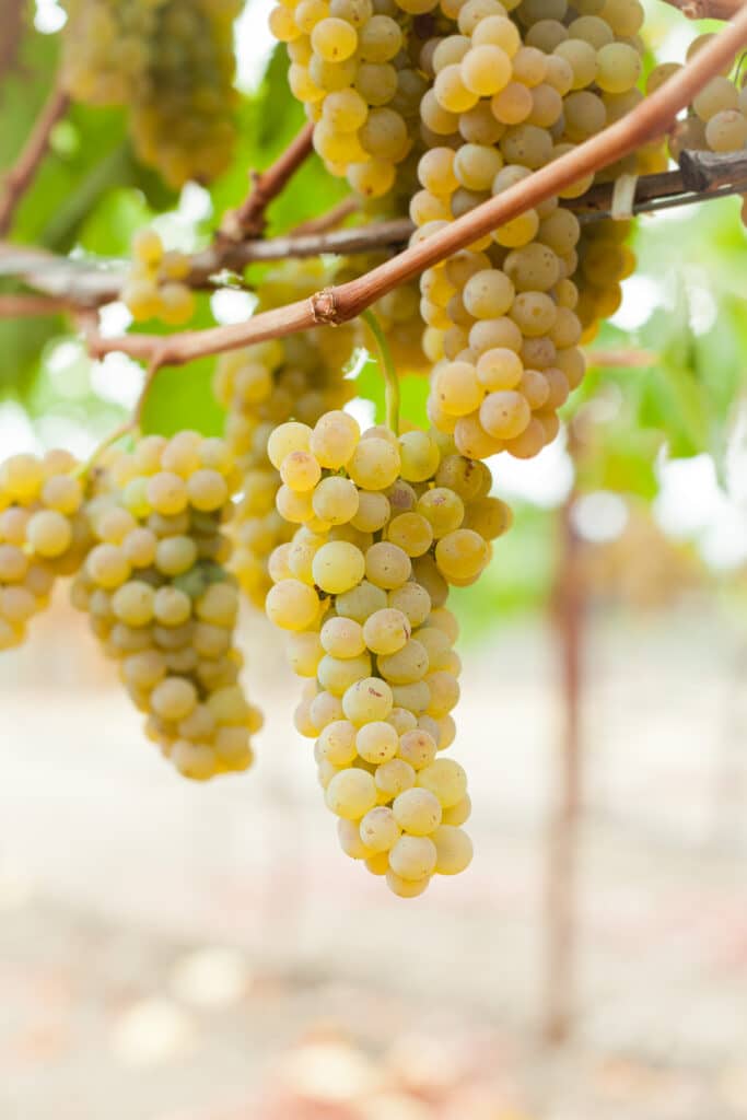 clusters of Greco Bianco grown at Robert Biale Vineyards for their Clementina wine