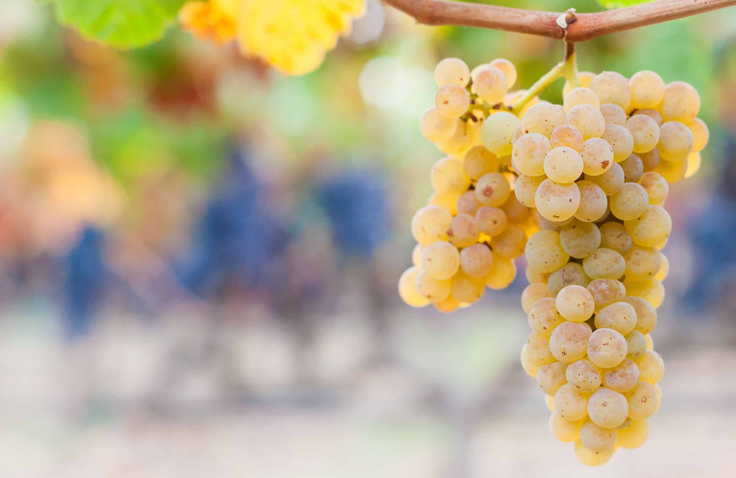 bunch of light yellow grapes hanging from vine