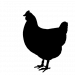 outline of chicken in black